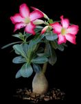 Foto Desert Rose, ružičasta sukulenti