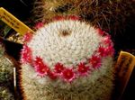 fotografija Starka Kaktus, Mammillaria, rdeča 