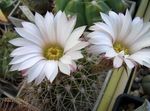 fotografie Acanthocalycium, bílá pouštní kaktus