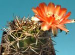 Nuotrauka Acanthocalycium, oranžinis dykuma kaktusas