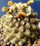 fotografie Copiapoa, žlutý pouštní kaktus