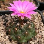 Bilde Coryphantha, rosa ørken kaktus
