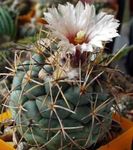 Bilde Coryphantha, hvit ørken kaktus