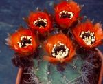 foto Cob Cactus, vermelho cacto do deserto