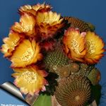 Foto Cob Cactus, orange wüstenkaktus