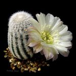 სურათი Cob Cactus, თეთრი უდაბნოში კაქტუსი