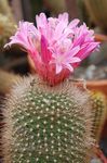 fotografija Matucana, roza puščavski kaktus