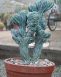 fénykép Kék Gyertyát, Áfonya Kaktusz, fehér 