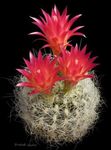 Foto Neoporteria, sarkans tuksnesis kaktuss