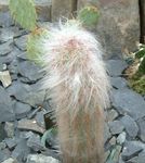 Fil Oreocereus, rosa ödslig kaktus