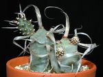 fotografie Tephrocactus, bílá pouštní kaktus