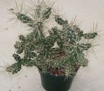Foto Tephrocactus, hvid ørken kaktus