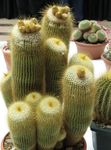 სურათი ბურთი Cactus, ყვითელი უდაბნოში კაქტუსი