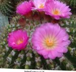 სურათი ბურთი Cactus, ვარდისფერი უდაბნოში კაქტუსი