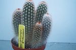 fénykép Haageocereus, fehér sivatagi kaktusz