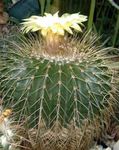 снимка Eriocactus, бял пустинен кактус