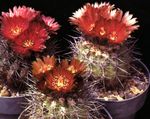 fotografie Eriosyce, červená pustý kaktus