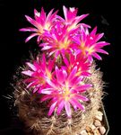 снимка Eriosyce, розов пустинен кактус
