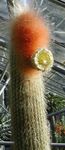 Fil Espostoa, Peruan Gubbe Kaktus, vit 