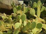 foto Fico D'india, giallo il cactus desertico
