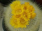 fotografie Tom Degețel, galben desert cactus