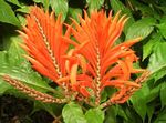 foto Zebra Plant, Orange Shrimp Plant, laranja arbusto