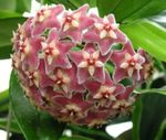 Foto Hoya, Brudebuket, Madagaskar Jasmin, Voks Blomst, Chaplet Blomst, Floradora, Hawaiian Bryllup Blomst, pink hængende plante