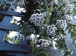 foto Hoya, Bridal Bouquet, Madagascar Jasmine, Wax Flower, Chaplet Flower, Floradora, Hawaiian Wedding Flower, branco pendurado planta
