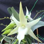 Halastjarna Orchid, Stjarnan Betlehem Orchid