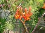 Nuotrauka Kengūra Letena, oranžinis žolinis augalas