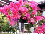 Фото Бугенвиллия (Арека), розовый кустарники