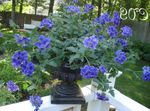 foto Verbena, azul escuro planta herbácea