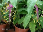 mynd Dans Dama, lilac herbaceous planta