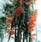 φωτογραφία Columnea, Σκανδιναβική Φυτό Φωτιά, Χρυσόψαρο Αμπέλου, κόκκινος αιωρούμενα