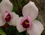 foto Lycaste, roze kruidachtige plant