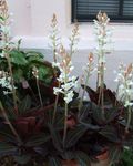 fénykép Jewel Orchidea, fehér lágyszárú növény