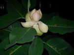 mynd Magnolia, hvítur tré