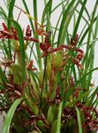 fotoğraf Hindistan Cevizi Pasta Orkide, koyu kırmızı otsu bir bitkidir