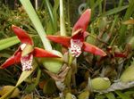 foto Kokosnoot Taart Orchidee, rood kruidachtige plant