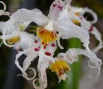 fénykép Tigris Orchidea, Gyöngyvirág Orchidea, fehér lágyszárú növény