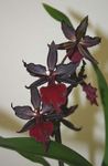 foto Tijger Orchidee, Lelie Van De Vallei Orchidee, claret kruidachtige plant