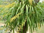 Bilde Dans Dame Orkide, Cedros Bee, Leopard Orkidé, gul urteaktig plante