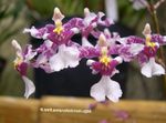 fénykép Táncoló Hölgy Orchidea, Cedros Méh, Leopárd Orchidea, halványlila lágyszárú növény