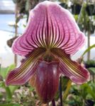სურათი Slipper Orchids, მეწამული ბალახოვანი მცენარე