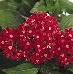 foto Pentas, Ster Bloem, Ster Cluster, rood kruidachtige plant