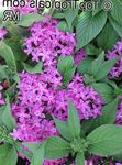 Photo Pentas, Star Flower, Star Cluster, lilac herbaceous plant
