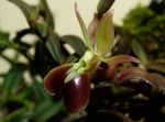 Fil Knapphål Orkidé, brun örtväxter
