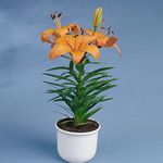 Nuotrauka Lilium, oranžinis žolinis augalas