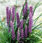 foto Bonte Lelie Turf, lila kruidachtige plant
