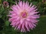 Fil Dahlia, rosa örtväxter